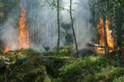 Охрану лесов от пожаров предложили усовершенствовать