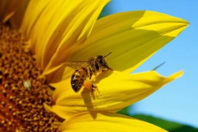 Пчеловод не увидел угрозы башкирскому мёду из-за подселения французских пчёл