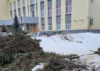 Урбанисты предложили мэрии принять программу по возвращению деревьев на улицы Рязани - ya62.ru - Рязань