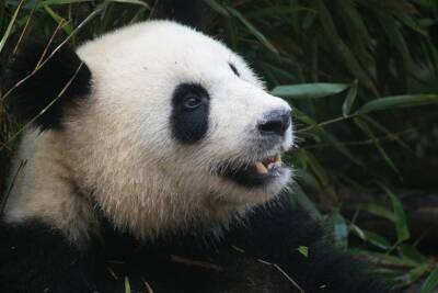 В Конгрессе США появился проект закона о лишении КНР монополии на панд