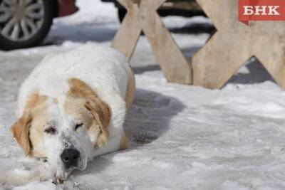 В Усть-Вымском районе за год бродячие собаки покусали 8 детей