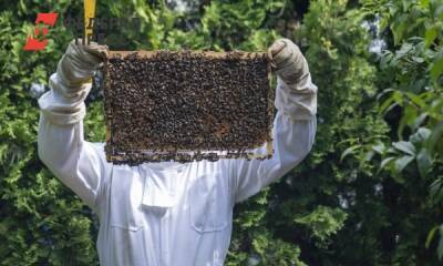 Живая цепь: пчеловоды Башкирии протестуют против французских инвесторов
