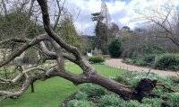 Исаак Ньютон - Ураган “Юнис” уничтожил “яблоню Ньютона” в Кембридже - vlasti.net - Англия - Ирландия