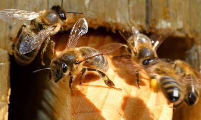 Башкирские пчеловоды провели народный сход против прихода в регион французских инвесторов