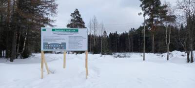 Очевидцы рассказали о начале рубок леса на месте стройки бюро судмедэкспертизы в Петрозаводске