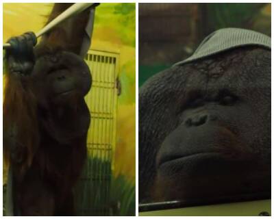 Орангутан Бату примерил подаренный плед в зоопарке Новосибирска