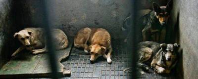 В Госдуме в марте рассмотрят законопроект о штрафах за жестокое обращение с животными