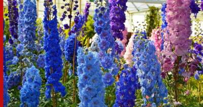 Необычный цветник: 6 ярких растений для выращивания в саду без рассады