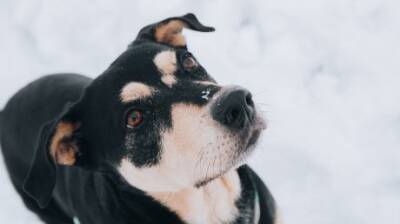 В Кузнецке назвали дату отлова первой бродячей собаки