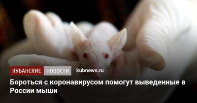 Бороться с коронавирусом помогут выведенные в России мыши