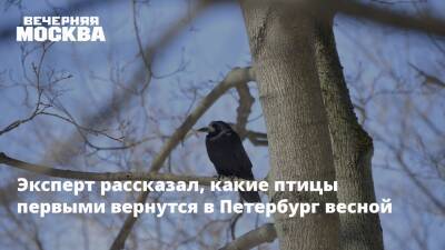 Эксперт рассказал, какие птицы первыми вернутся в Петербург весной