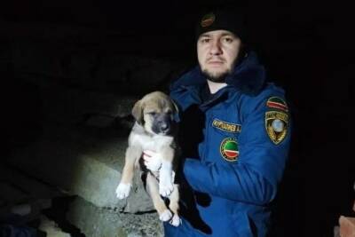 В Чечне пожарные спасли застрявшего между бетонными плитами щенка