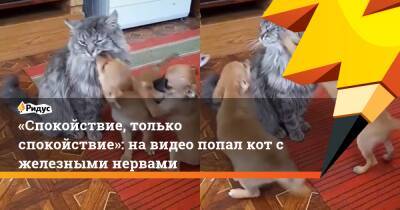 «Спокойствие, только спокойствие»: на видео попал кот с железными нервами