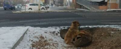 Приют для бродячих собак открыли в поселке Агинский Забайкальского края