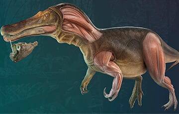 В Португалии нашли окаменелости нового вида динозавров