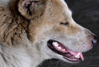За жестокое обращение с животными в Ленобласти будет наказывать управление ветеринарии