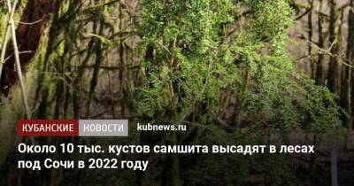 Около 10 тыс. кустов самшита высадят в лесах под Сочи в 2022 году
