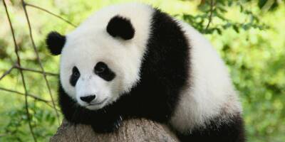 США хочет лишить Китай монополии на панд