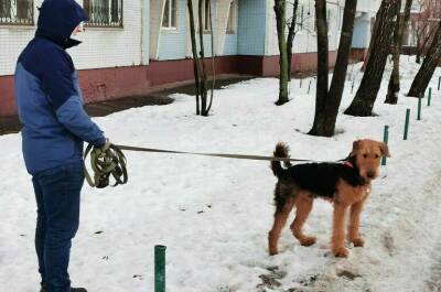 В Забайкалье предложили свое решение проблемы нападений собак