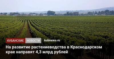 На развитие растениеводства в Краснодарском крае направят 4,3 млрд рублей