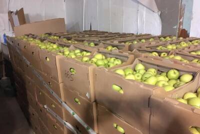 В Чувашии изъяли крупную партию санкционных яблок