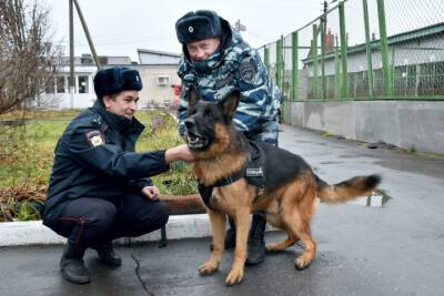 Пес из Йошкар-Олы получил награду международной премии