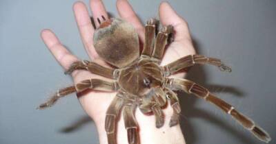 Напугал грузчиков: самый большой паук в мире месяц плыл в ящике из Китая в Англию