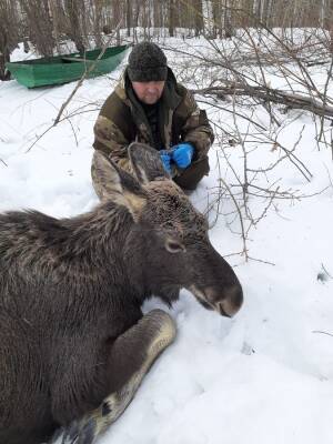 Семью провалившихся под лед лосей спасли в Лысковском районе