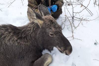 В Лысковском районе спасли лосей, провалившихся под лёд