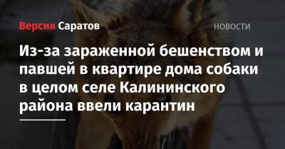 Из-за зараженной бешенством и павшей в квартире дома собаки в целом селе Калининского района ввели карантин