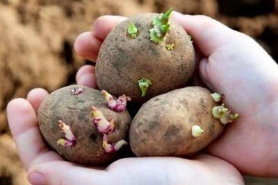 В Костромской области для увеличения посадок картофеля будут введены субсидии для аграриев