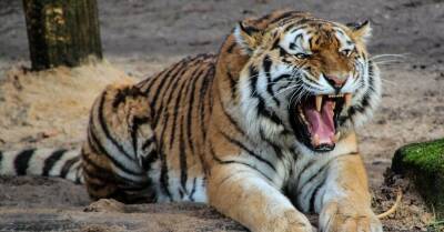 В зоопарке США студент пытался проникнуть в вольер к тиграм