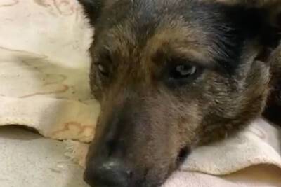 Тверитянин спас собаку, выбежавшую ему под колёса на Московском шоссе