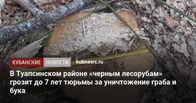В Туапсинском районе «черным лесорубам» грозит до 7 лет тюрьмы за уничтожение граба и бука