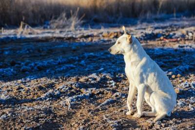 В Волгограде и области подсчитали количество бродячих собак