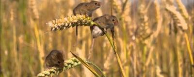 В Ростовской области ожидается нашествие мышей и крыс с приходом весны