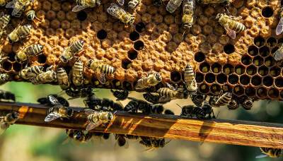 В Башкирии пчел-мигрантов проверит прокуратура