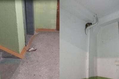 Полчища крыс атаковали жильцов дома на Фрунзе в Новосибирске