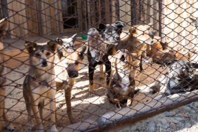 Приют для собак на 1 000 мест в Чите будет строить та же фирма, что их отлавливает
