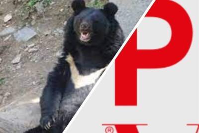 PhotoVogue опубликовал фото сидящего на лавочке медведя из Новосибирска