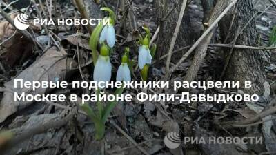 Первые подснежники расцвели в Москве в районе Фили-Давыдково