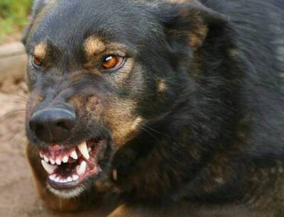 Служебная собака напала на девочку в аэропорту Пулково