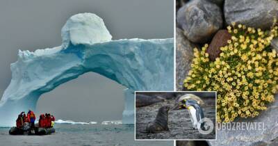 В Антарктиде растут цветы и тепло – глобальная катастрофа – таяние ледников