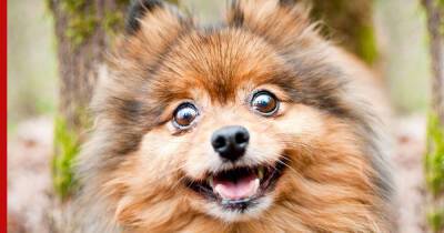 Шумные и разговорчивые: 7 пород собак, которые любят лаять