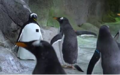 Московский зоопарк начал наблюдать за птицами с помощью фальшивого пингвина