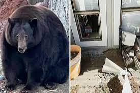 250-килограммовый медведь по кличке Танк Хэнк продолжает терроризировать жителей Калифорнии