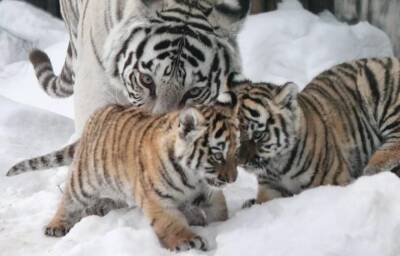 Тверской тигр Барсик нашел любовь в Нижнем Новгороде и стал отцом