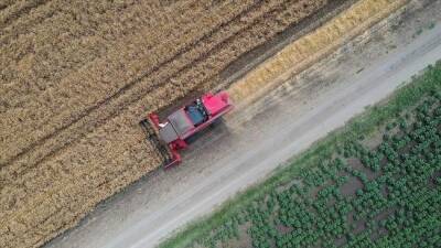 Напряжённость между Россией и Украиной не вызовет дефицит зерна в Турции