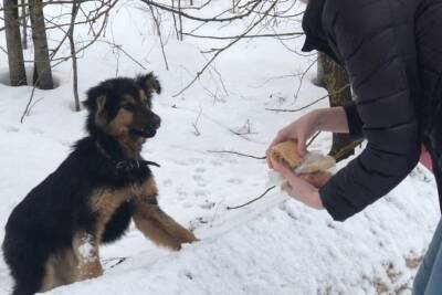 В Тверской области нашли хозяина для щенка, подобранного в поле