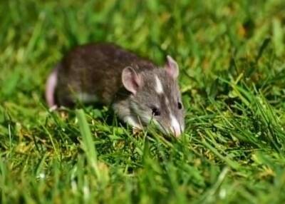 Ученые: Крысы могут отслеживать ход времени и оценивать его точность